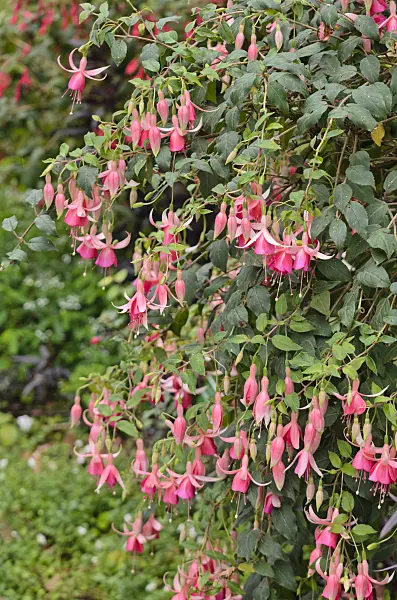 572091 - Fuchsia (Fuchsia Dirk van Delen)