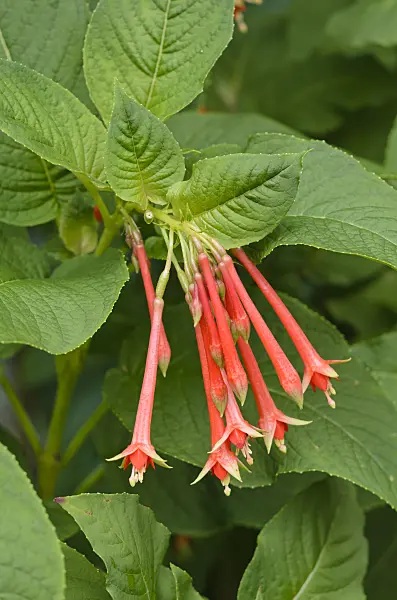 535162 - Fuchsia (Fuchsia fulgens)