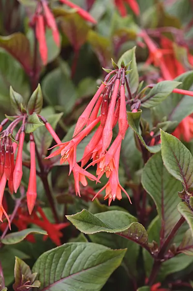 486191 - Fuchsia (Fuchsia Gartenmeister Bonstedt)