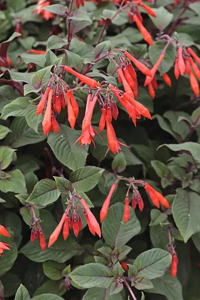 486193 - Fuchsia (Fuchsia Göttingen)