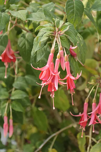 487053 - Fuchsia (Fuchsia Hakim)