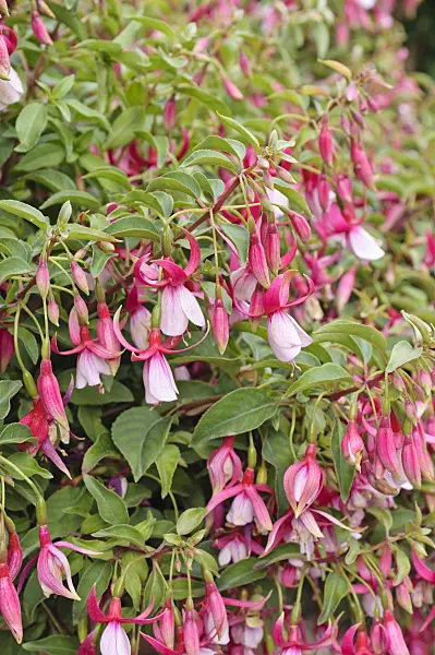 486190 - Fuchsia (Fuchsia Hermann de Graaff)