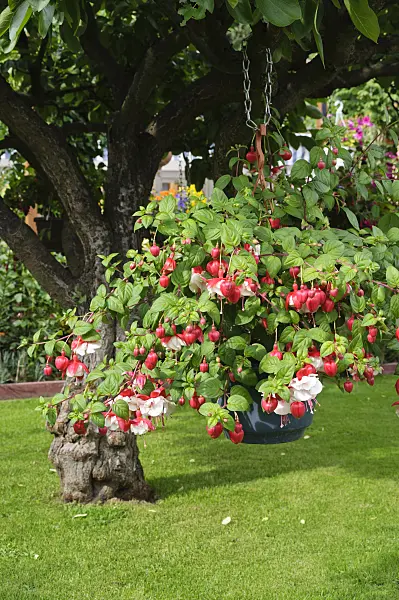 473194 - Fuchsia (Fuchsia) in a hanging basket