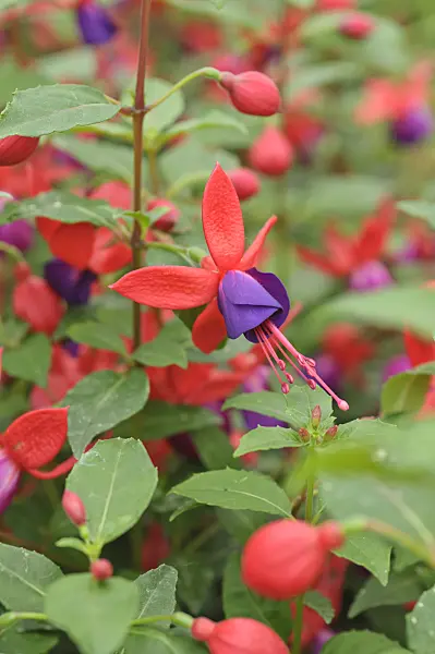 485034 - Fuchsia (Fuchsia Jolly Nantes)