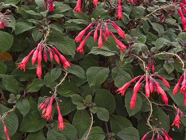 418056 - Fuchsia (Fuchsia Koralle)