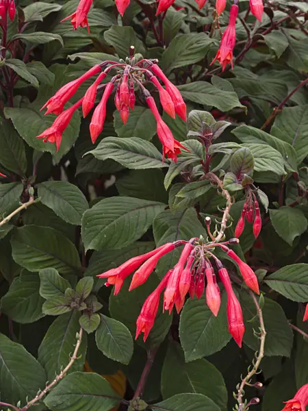 418057 - Fuchsia (Fuchsia Koralle)