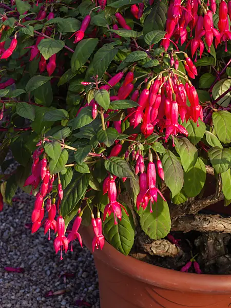 462055 - Fuchsia (Fuchsia Leverkusen)