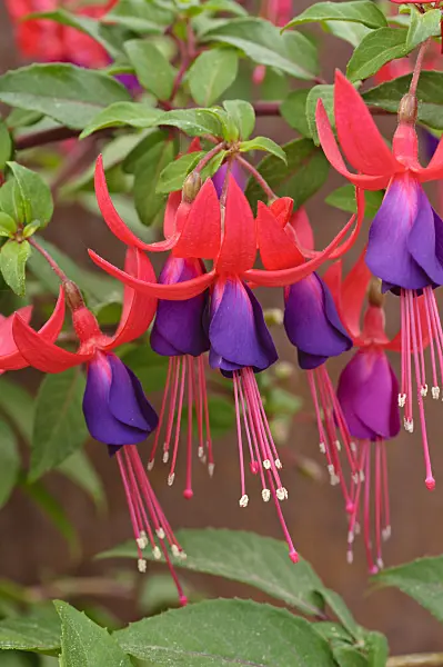 473207 - Fuchsia (Fuchsia Liza)