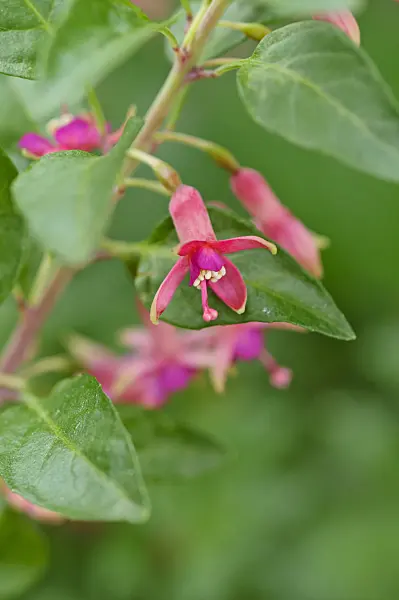 483328 - Fuchsia (Fuchsia lycioides)