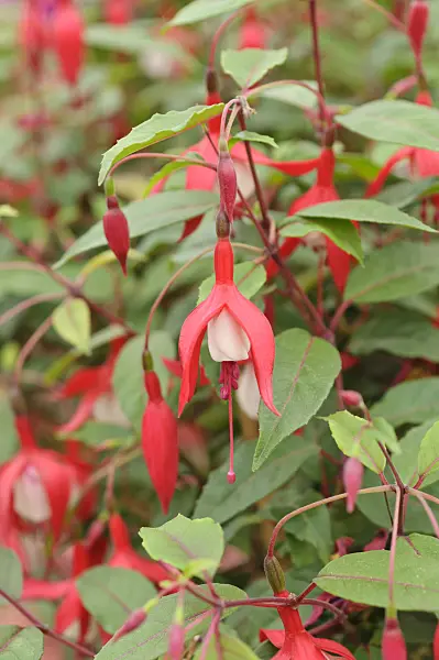 485035 - Fuchsia (Fuchsia Madame Cornelissen)