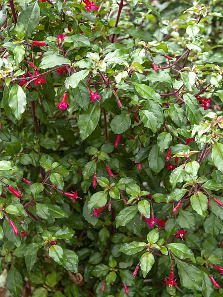 437328 - Fuchsia (Fuchsia microphylla)