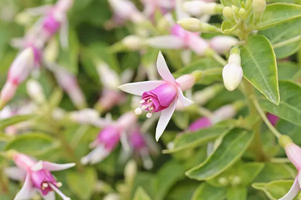 486198 - Fuchsia (Fuchsia Minirose)