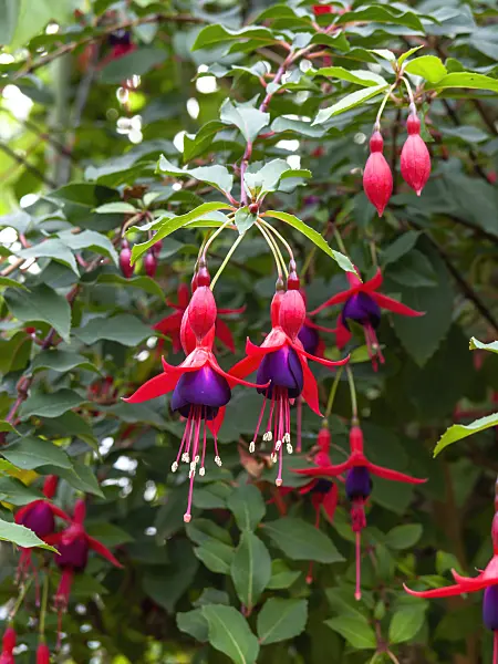 453054 - Fuchsia (Fuchsia Mrs Popple)