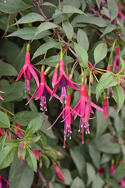 474201 - Fuchsia (Fuchsia Naaldwijk 800)