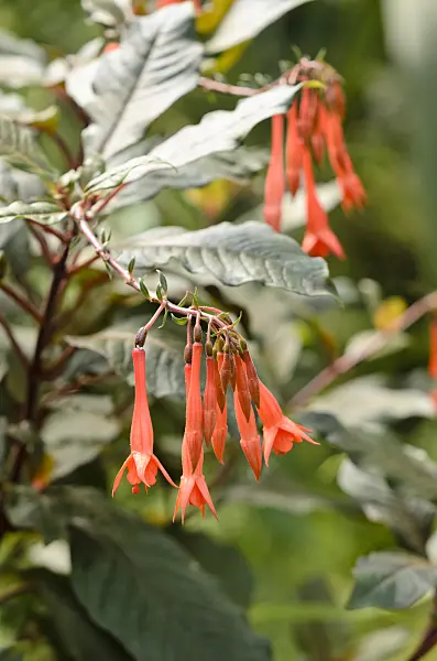 534392 - Fuchsia (Fuchsia Obergärtner Koch)