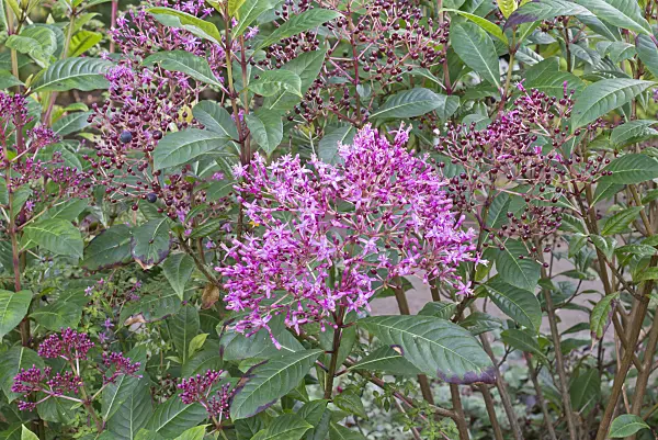 573101 - Fuchsia (Fuchsia paniculata)