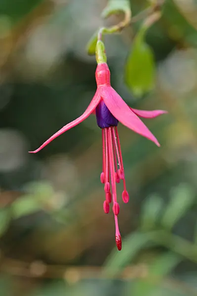 480008 - Fuchsia (Fuchsia regia)