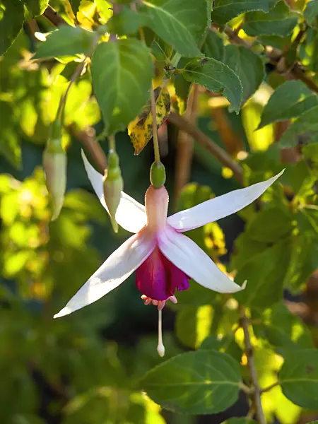 429010 - Fuchsia (Fuchsia Ruth)