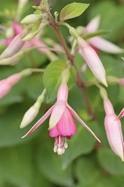 486194 - Fuchsia (Fuchsia Walz Jubelteen)