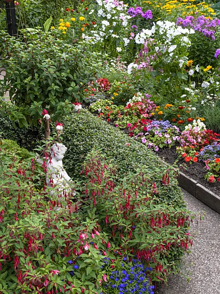 427251 - Fuchsia (Fuchsia) with annual summer flowers