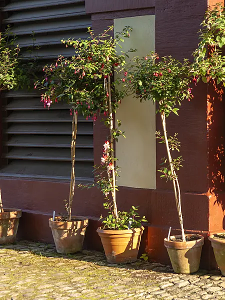 437287 - Fuchsias (Fuchsia)