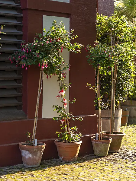 437288 - Fuchsias (Fuchsia)