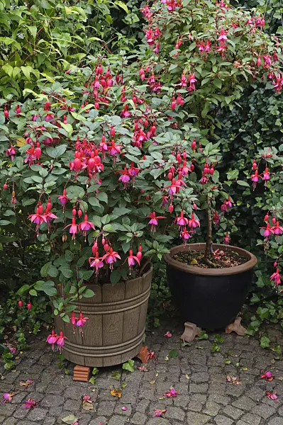 488085 - Fuchsias (Fuchsia)