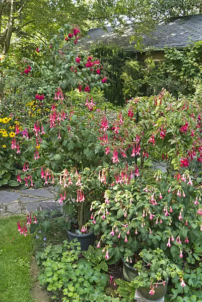 548112 - Fuchsias (Fuchsia)