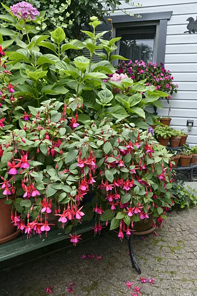 559076 - Fuchsias (Fuchsia)
