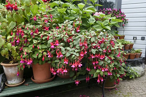 559077 - Fuchsias (Fuchsia)
