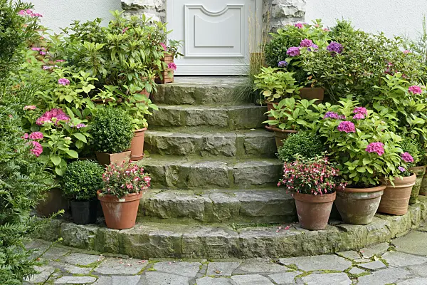 572103 - Fuchsias (Fuchsia) and hydrangeas (Hydrangea) in tubs on a staircase