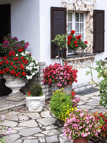 477135 - Fuchsias (Fuchsia), buzy Lizzies (Impatiens walleriana), begonias (Begonia tuberosa) and pelargoniums (Pelargonium)