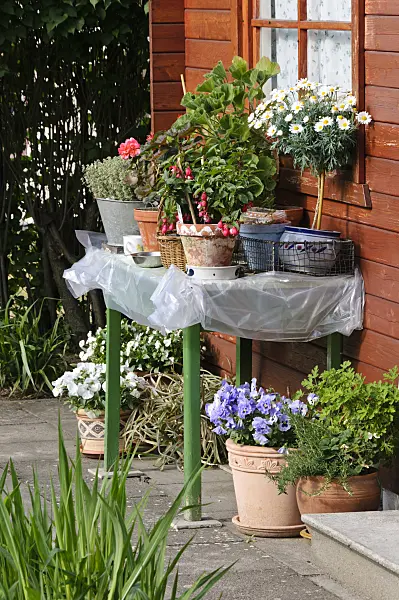 484138 - Fuchsias (Fuchsia), daisies (Leucanthemum), violets (Viola) and pelargoniums (Pelargonium) on a table in front of a garden house
