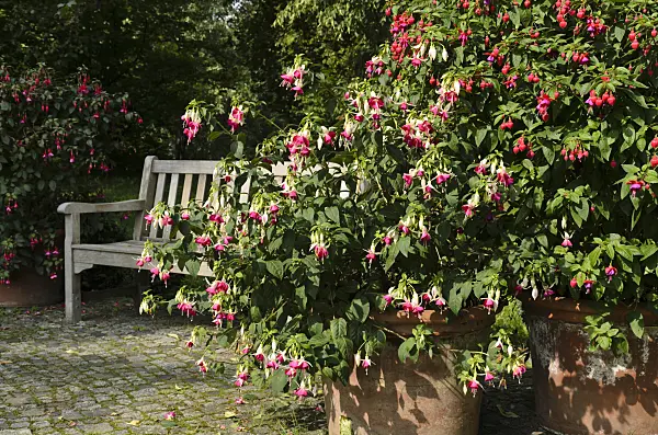 499075 - Fuchsias (Fuchsia) in tubs