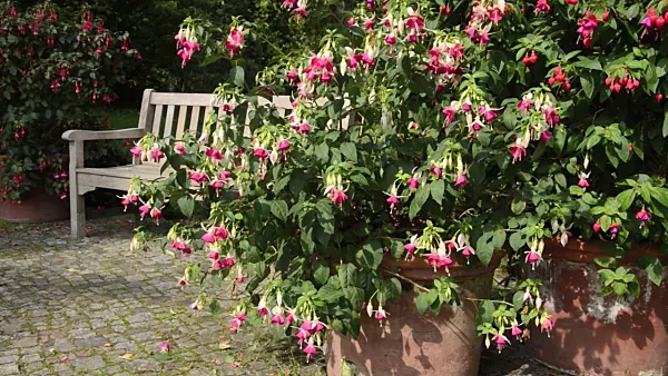 499084 - Fuchsias (Fuchsia) in tubs
