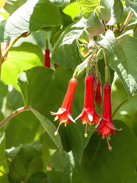 437327 - Fuchsie (Fuchsia fulgens 'Rubra Grandiflora')