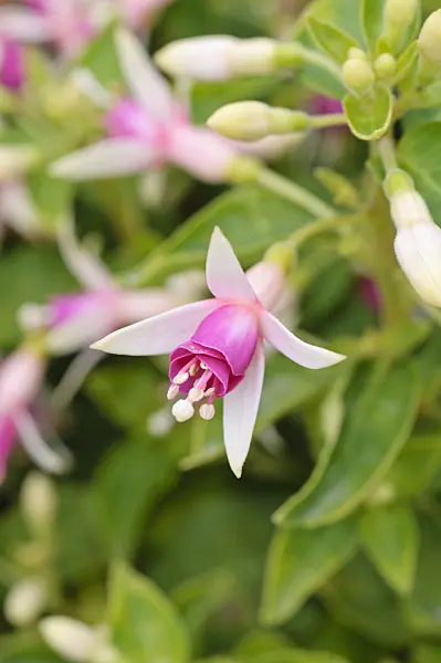 486199 - Fuchsie (Fuchsia Minirose)