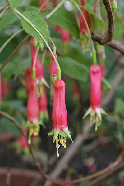470017 - Fuchsie (Fuchsia splendens)