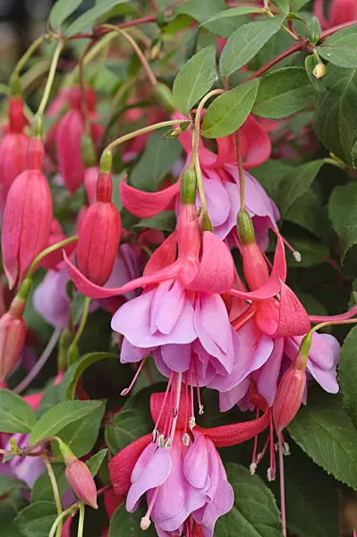 473206 - Fuchsie (Fuchsia Tennessee Waltz)