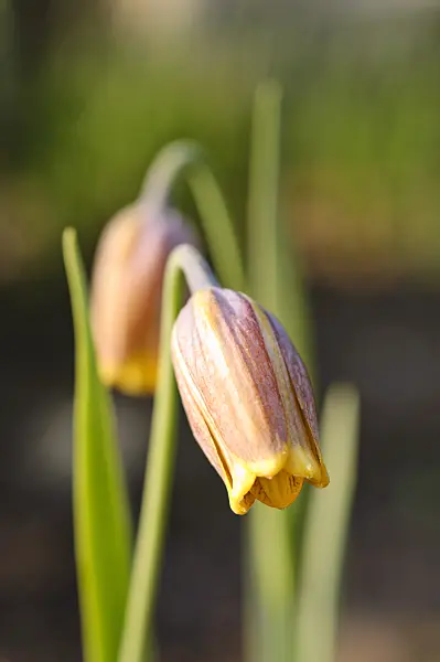 471237 - Fuchstraubenschachblume (Fritillaria uva-vulpis)