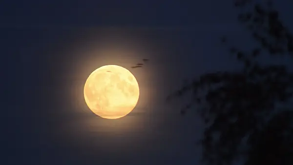 513146 - Full moon with flying greylag geese (Anser anser)