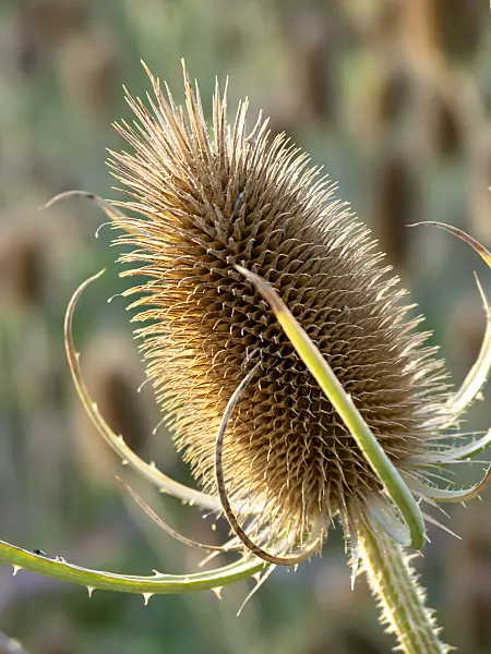 440231 - Fuller's teasel (Dipsacus sativus)