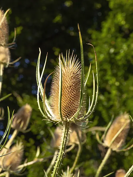 462204 - Fuller's teasel (Dipsacus sativus)