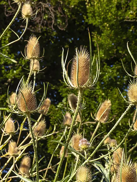 462205 - Fuller's teasel (Dipsacus sativus)