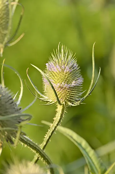 498164 - Fuller's teasel (Dipsacus sativus)