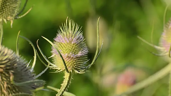 498167 - Fuller's teasel (Dipsacus sativus)