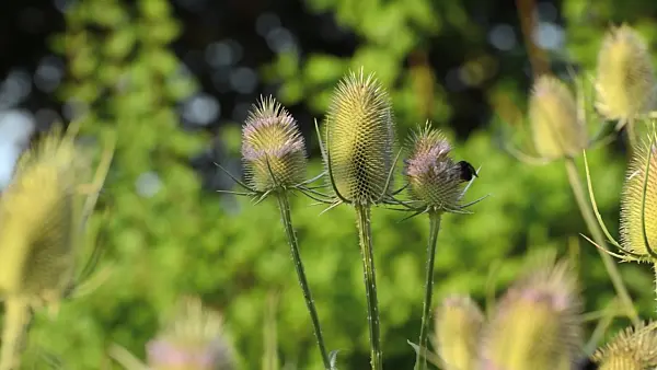 498168 - Fuller's teasel (Dipsacus sativus)