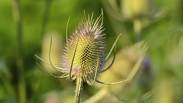 498169 - Fuller's teasel (Dipsacus sativus)