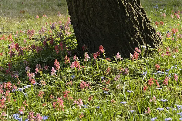 495010 - Fumewort (Corydalis solida)