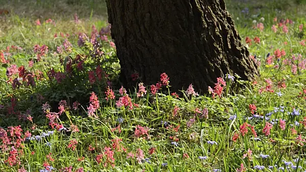 495027 - Fumewort (Corydalis solida)